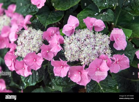 A Close Up Of Vibrant Pink Hydrangea Flowers With Dewdrops On Their