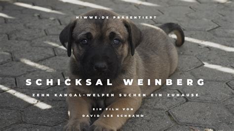 Schicksal Weinberg Zehn Kangal Welpen Suchen Ein Zuhause Youtube