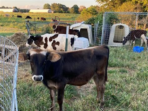 Holstein and Brown Swiss Calves | National Ag Connections LLC