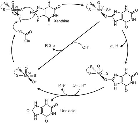 General reaction mechanism of xanthine oxidoreductase with xanthine as... | Download Scientific ...