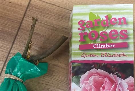 When To Plant Bare Root Roses How To Grow Them Successfully