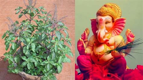 Ganesh Chaturthi 2023 गणेश जी की पूजा में भूलकर भी न चढ़ाएं तुलसी