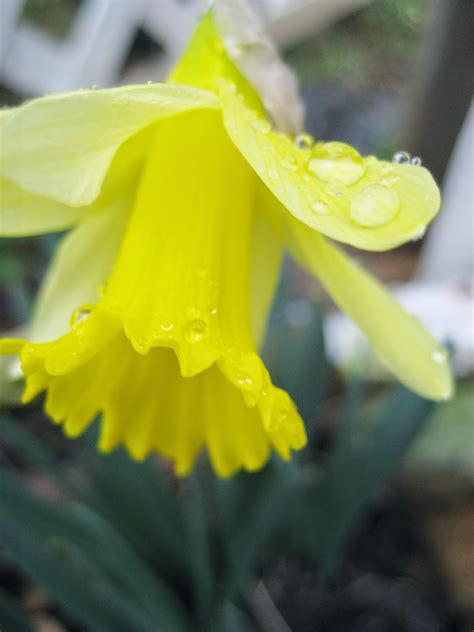 Discovering His Creation: Daffodil ( Narcissus pseudonarcissus )