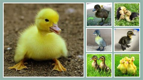 types  ducklings baby ducks identification  images