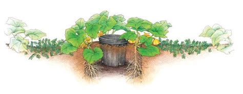 Tips for growing squash - 101 Gardening