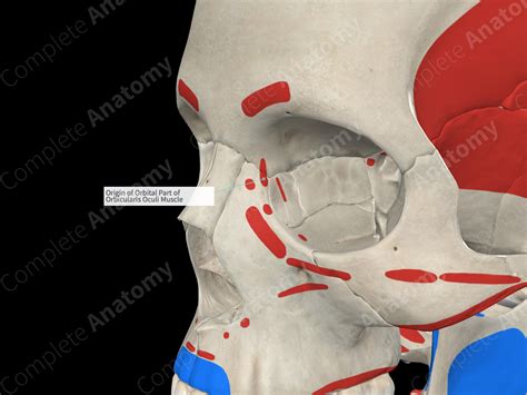 Origin Of Orbital Part Of Orbicularis Oculi Muscle Complete Anatomy