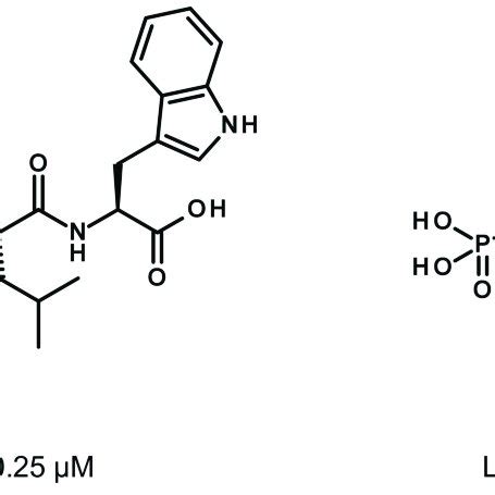 Chemical Structures And Biochemical Activities Of Phosphoramidon And