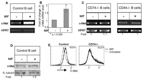 C Met And Its Ligand Hepatocyte Growth Factorscatter Factor Regulate