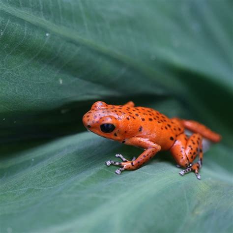 Strawberry Poison Dart Frog - Potawatomi Zoo