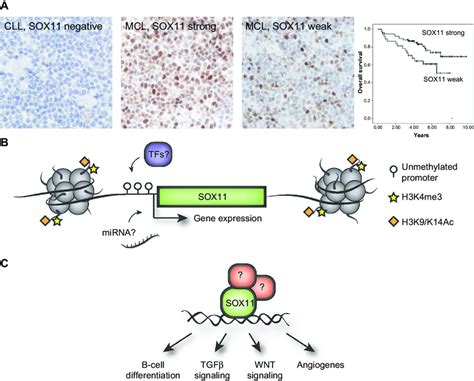 Overview Of The Diagnostic Prognostic And Regulatory Role Of Sox