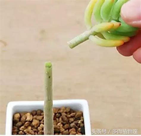 多肉植物連：多肉怎麼砍頭？砍頭後怎麼處理？ 每日頭條