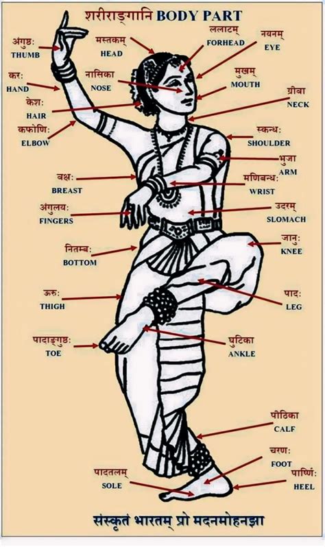 The Fascinating Story Of Sanskrit Body Parts Unlocking The Ancient Language Of Medicine
