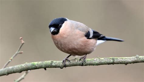 Bullfinch Male vs Female - What is the Difference? - BirdingLab