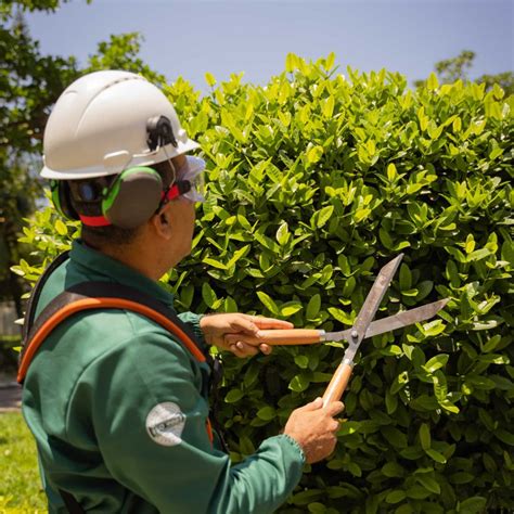 Serviço Manutenção de Áreas Verdes Gávea Facilities