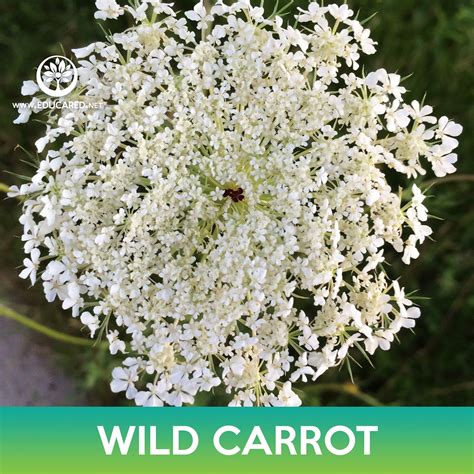 daucus carota wild carrot