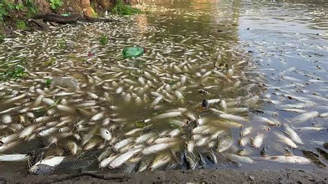 Vídeo rio Piracicaba amanhece milhares de peixes mortos 180graus