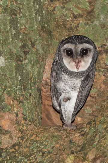 The owls of Australia - Australian Geographic