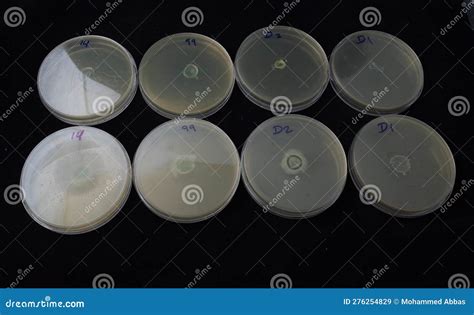 Biofilm Growth On An Anode In A Fuel Cell Royalty Free Stock