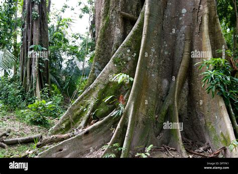 Guatemala Rainforest Ceiba Tree Ceiba Hi Res Stock Photography And