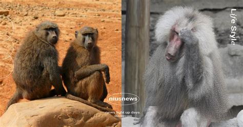 全台動物園「狒狒」大揭秘！桃園主角「東非狒狒」口鼻較長，六福村更擁有超過160隻 Line購物