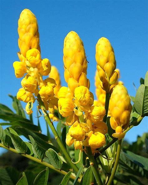 Senna Alata Cassia Alata Cassia Bracteata Candlestick Cassia