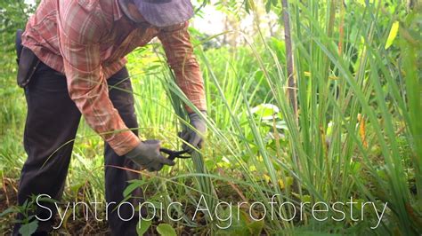 First Look At Our New Syntropic Agroforestry Project Youtube