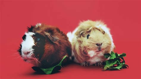 How Much Is A Guinea Pig At Petsmart Heres The Petsmart Updated