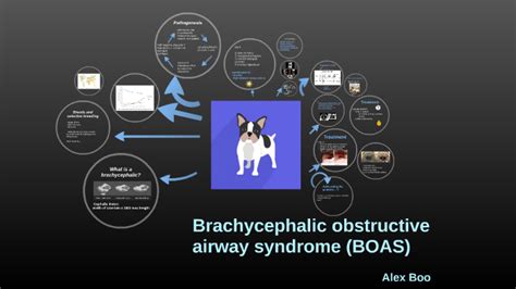 Brachycephalic obstructive airway syndrome by Alex Boo on Prezi