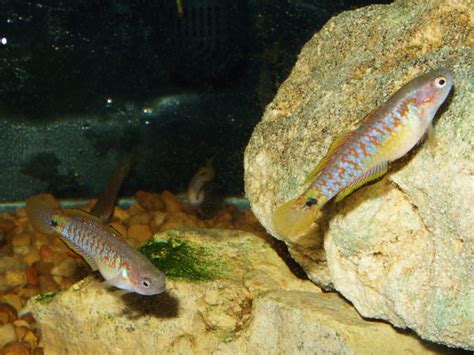 Profile: Peacock Gudgeon (Tateurndina ocellicauda)