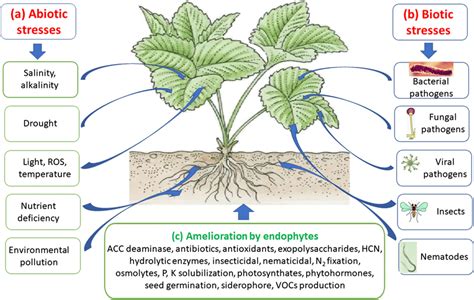 A Plant Facing Abiotic Stresses Such As Salinity Alkalinity Drought Download Scientific