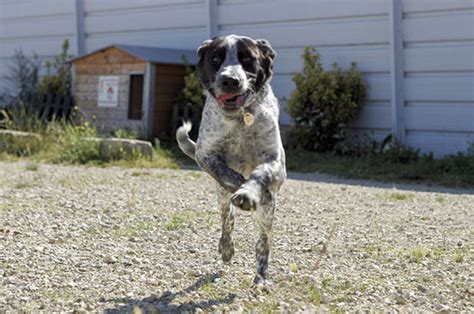 Un Chien Heureux