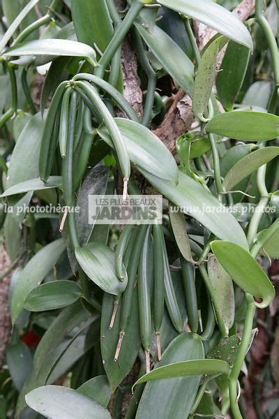 La Phototh Que Les Plus Beaux Jardins Vanilla Planifolia Orchid E