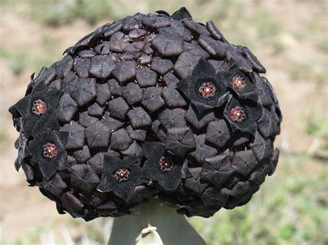 A Close Up Of A Black Flower On A Stem In The Grass With Dirt And Grass