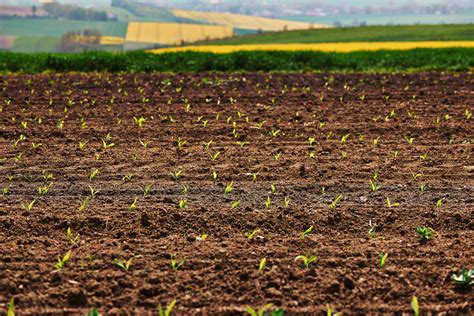 How Healthy Soils Make For A Healthy Life Commonlit Answers 8