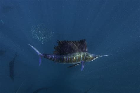 Whats The Difference Between Sailfish And Swordfish American Oceans