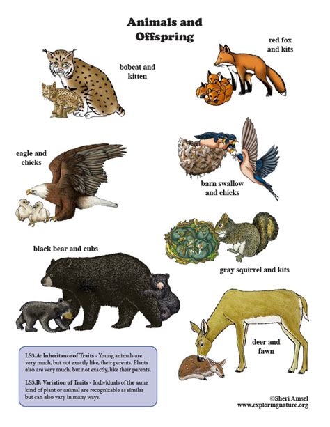 Animals and Offspring - NGSS Mini-Poster