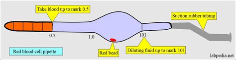 Erythropoeisis Rbc Maturation Rbc Counting Procedure