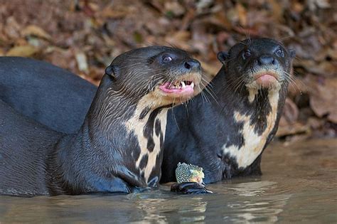 10 Animals Living In Amazon River That Open Your Eyes Giant River