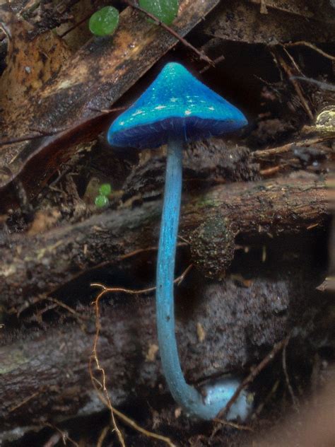 Blue smurf: Entoloma hochstetteri mushroom, Maungatautari, New Zealand ...