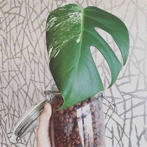 The Elusive Variegated Monstera Deliciosa