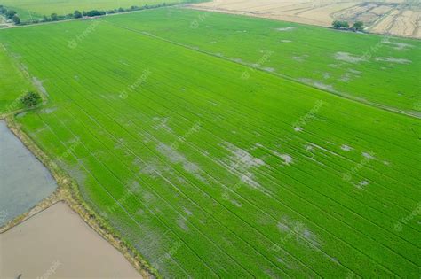 Premium Photo Aerial View From Flying Drone Of Field Rice With