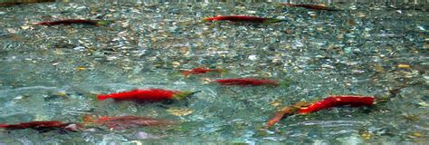 Anadromous Fish of Glacier Bay - Glacier Bay National Park & Preserve ...