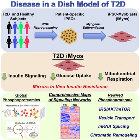 A Cell Autonomous Signature Of Dysregulated Protein Phosphorylation