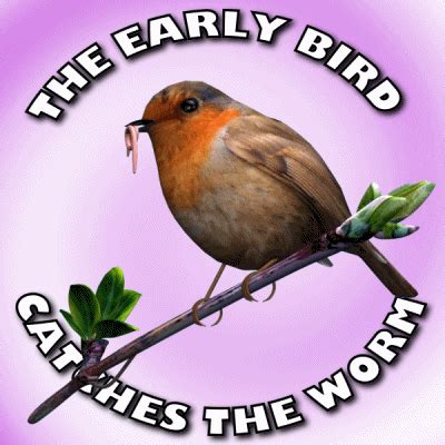 Robin Bird GIFs - Get the best GIF on GIPHY