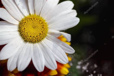 Gaillardia Pulchella Foug Blanket Flower Primer Plano De Colorida