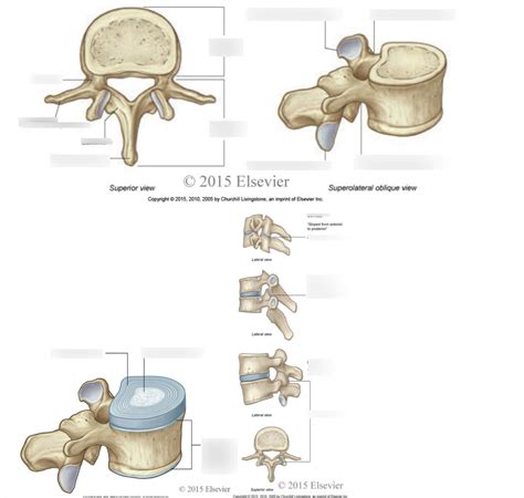 Label Vertebrae Vertebral Joints Diagram Quizlet