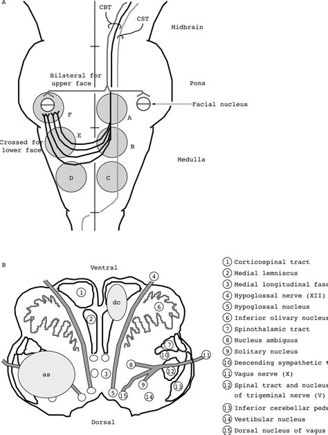 Corticobulbar Tract