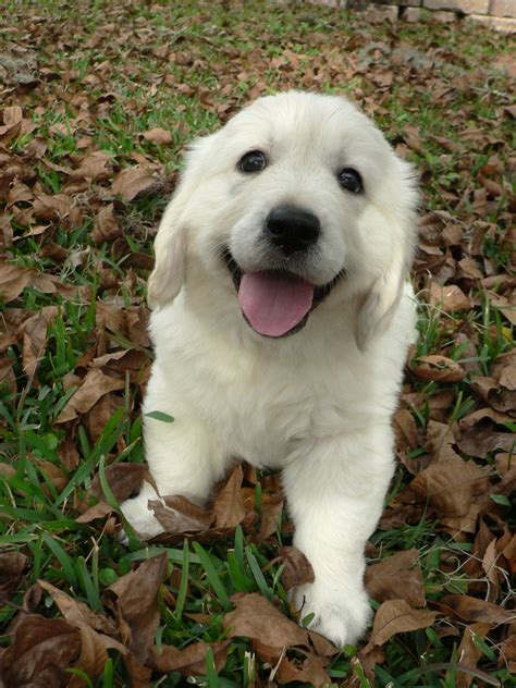 English Cream Golden Retriever Puppies - All You Need Infos