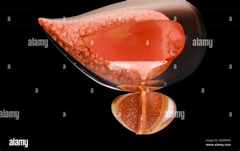 Urinary Or Excretory System Detailed Male Bladder And Prostate Gland