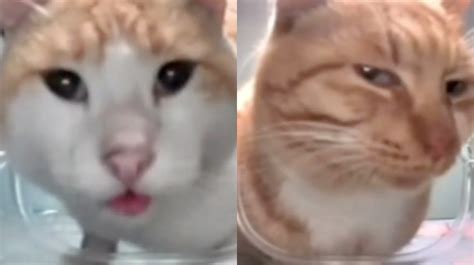 Cat Feeder Camera Cats Know Your Meme